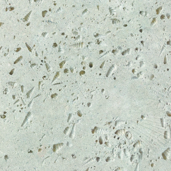 Conch Travertine